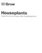 Houseplants by Tamsin Westhorpe