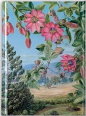Flame Tree- Pocket Notebook - M.N - View in Brisbane Botanic Garden