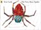 Very Busy Spider P/B by Eric Carle