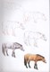 How to Draw: Horses:In Simple Steps by Eva Dutton