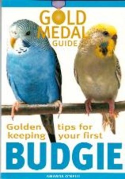 Golden tips for keeping your first budgie by Amanda O'Neill