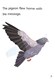 Homing pigeons by 
