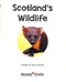 Scotland's wildlife by Anne Glennie
