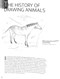 Drawing animals by Lucy Swinburne