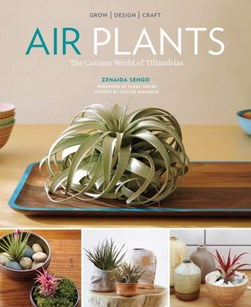 Air plants by Zenaida Sengo