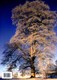 Meetings with remarkable trees by Thomas Pakenham