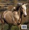 Horse Magnificent Playful Loyal H/B (FS) by Catherine Austen