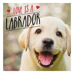 Love is a labrador by Charlie Ellis