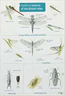 Guide to insects of the British Isles by Richard Lewington