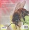 Keeping bees and making honey by Alison Benjamin