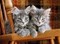 Clementoni Kittens 500 pc puzzle
