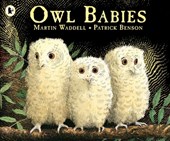 Owl babies