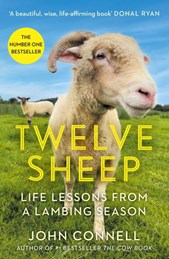 Twelve sheep
