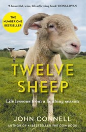 Twelve sheep