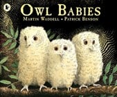 Owl babies